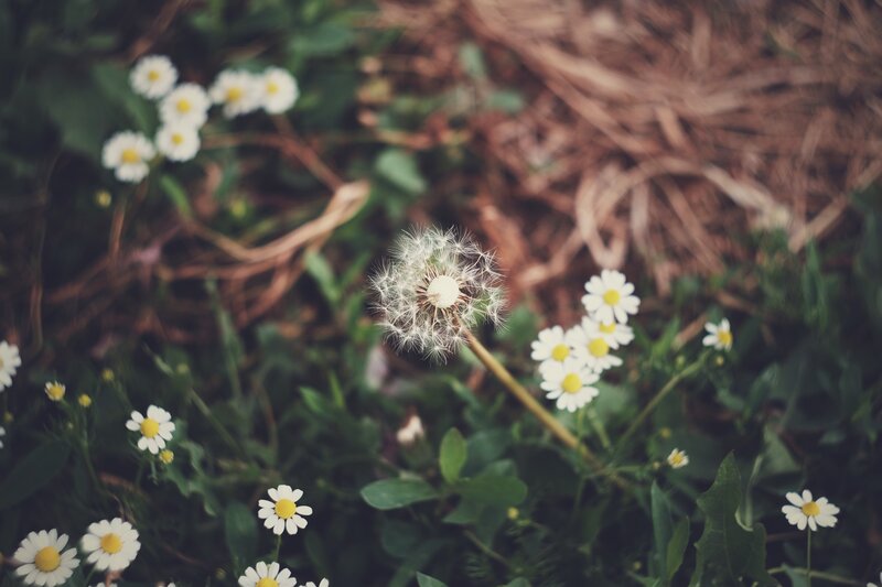 Dandelion and daisies in a field