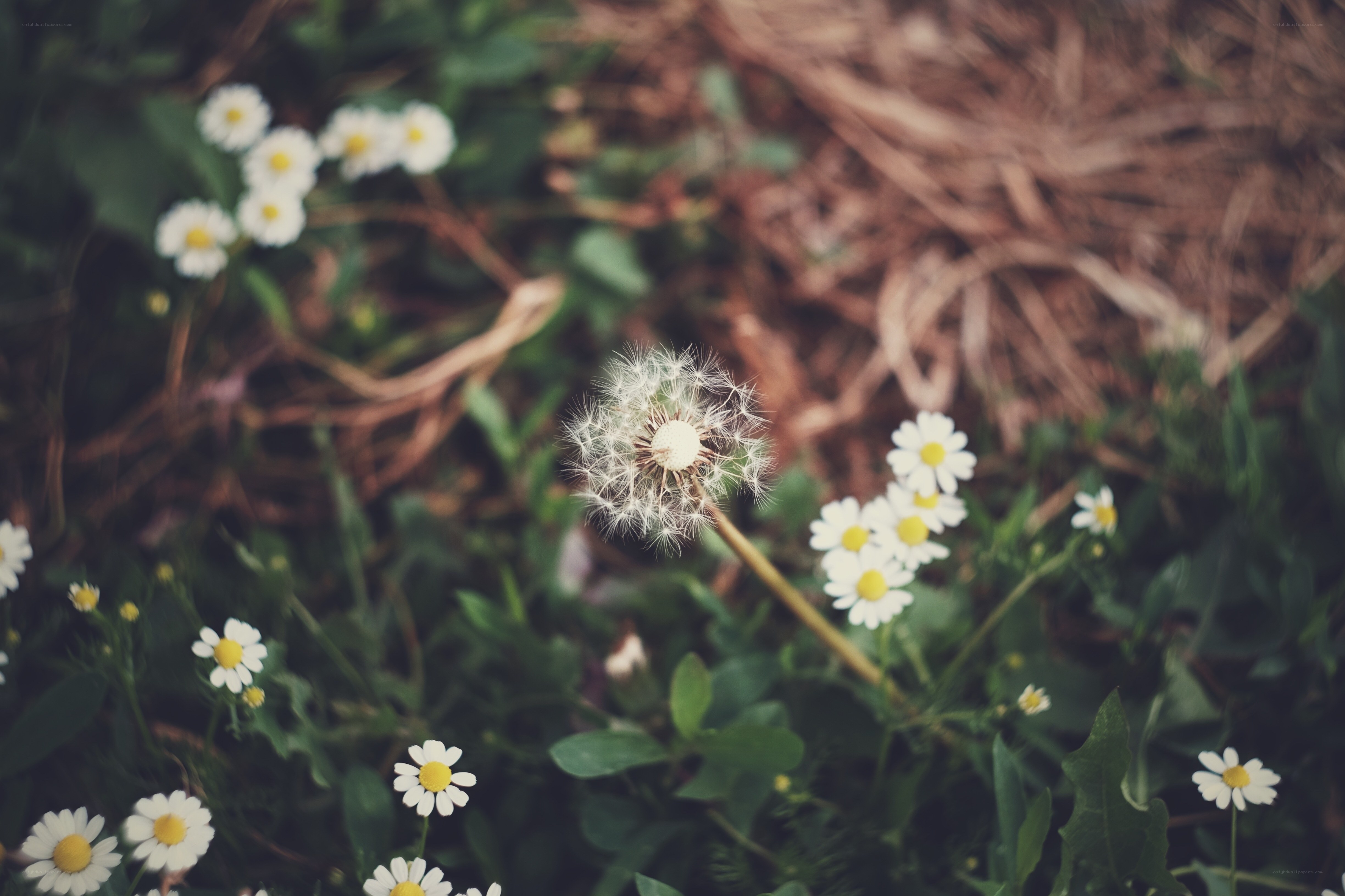 Dandelion and daisies in a field