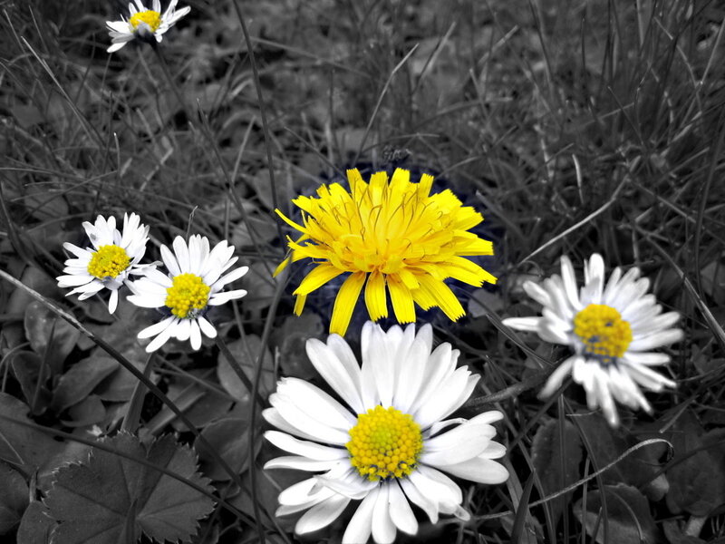 dandelion and daisies in grass