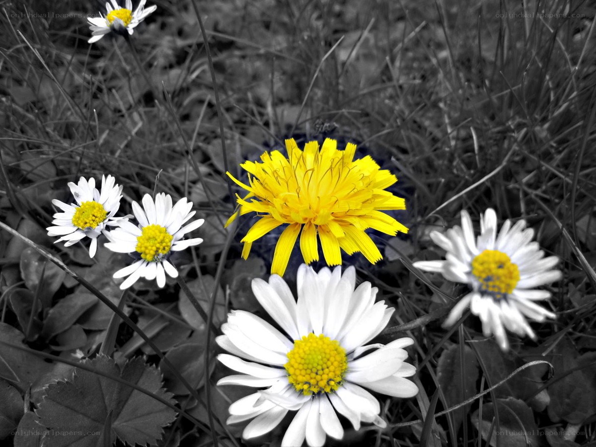 dandelion and daisies in grass