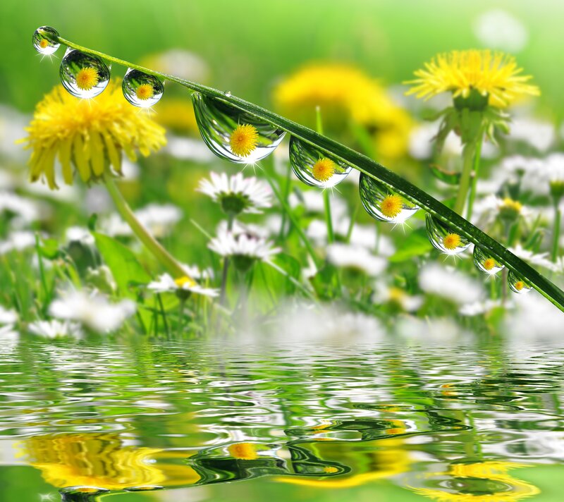 Dandelion and Dew on Stem