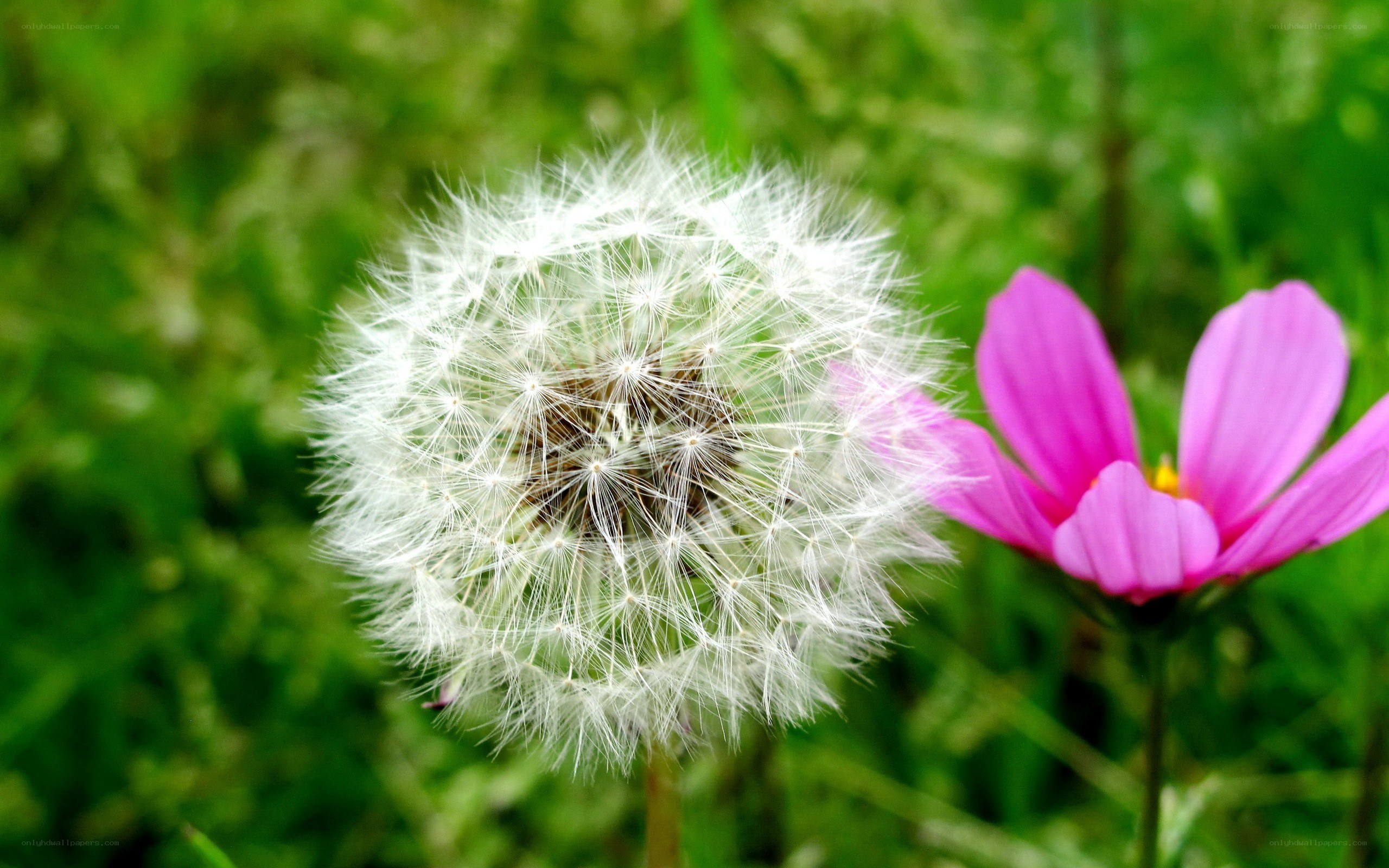 Dandelion and pink flower