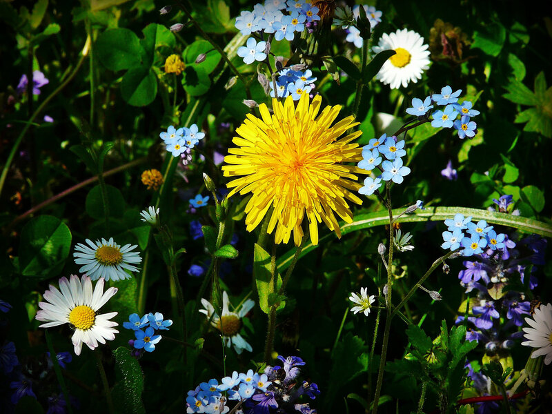 Dandelion and Wildflowers — Yellow