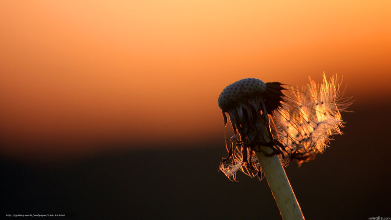 Dandelion at sunset