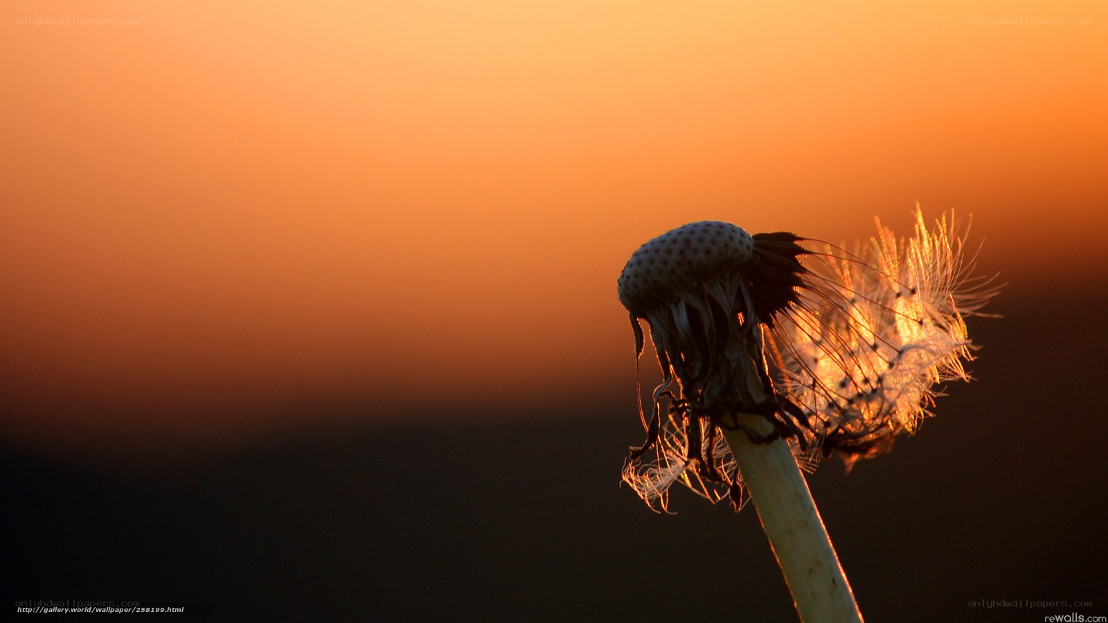 Dandelion at sunset