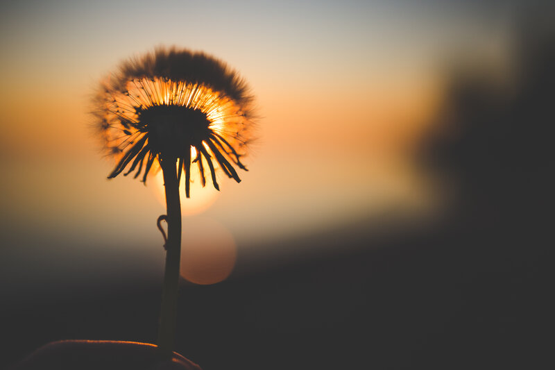 Dandelion at sunset