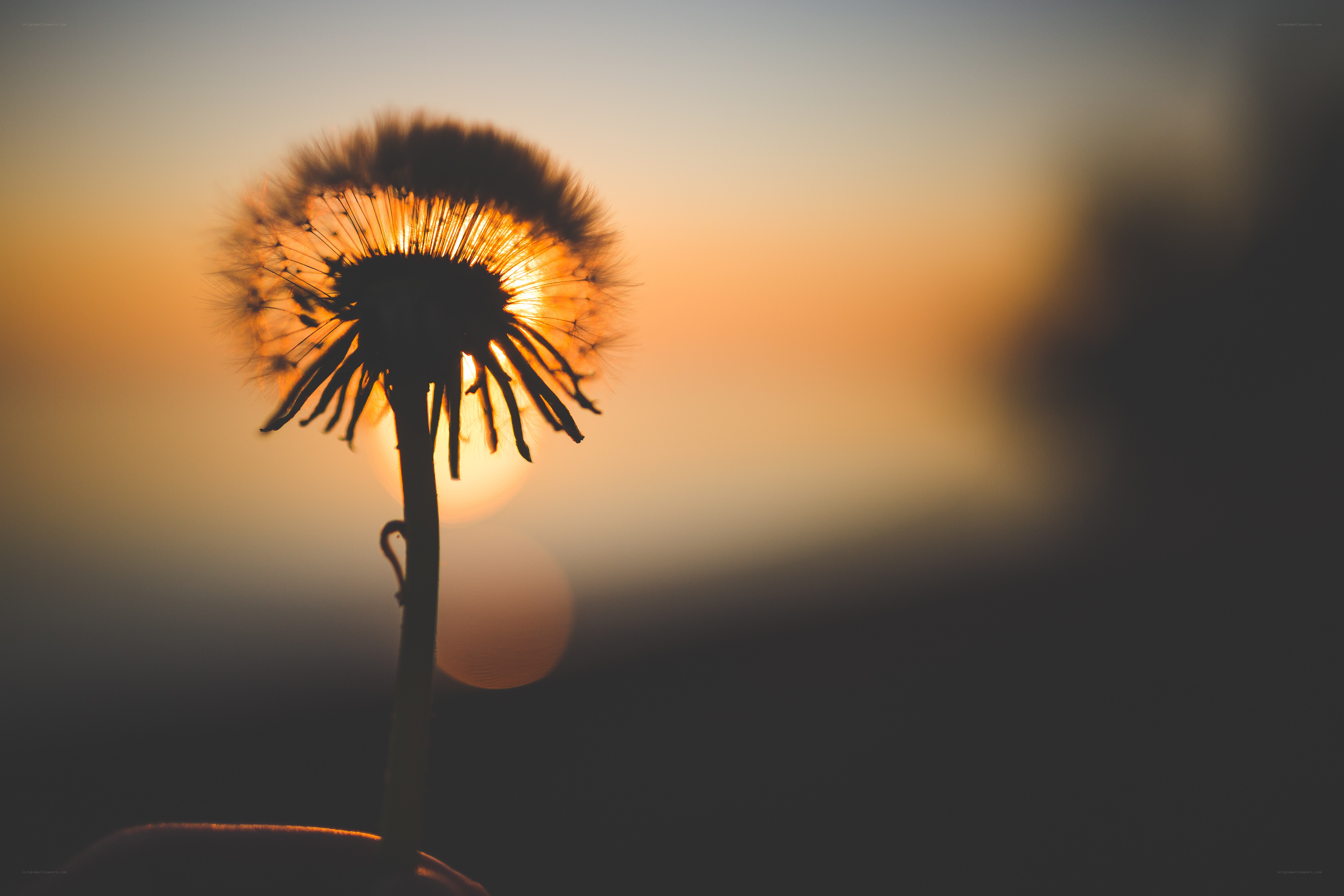 Dandelion at sunset