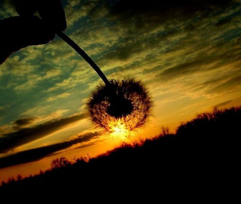 dandelion at sunset