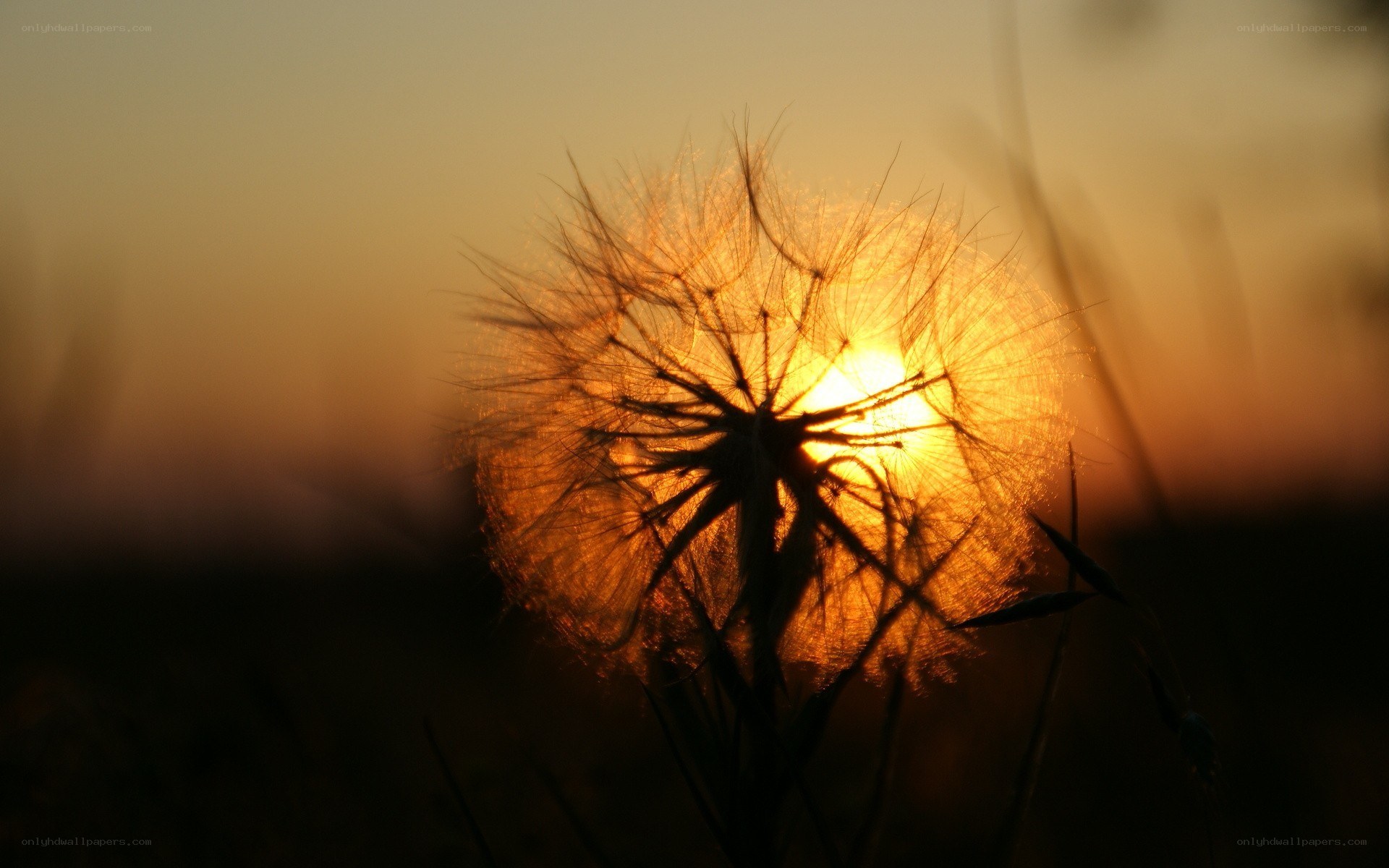 Dandelion at sunset