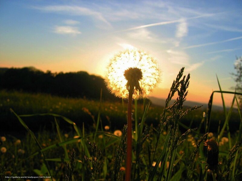 Dandelion at sunset