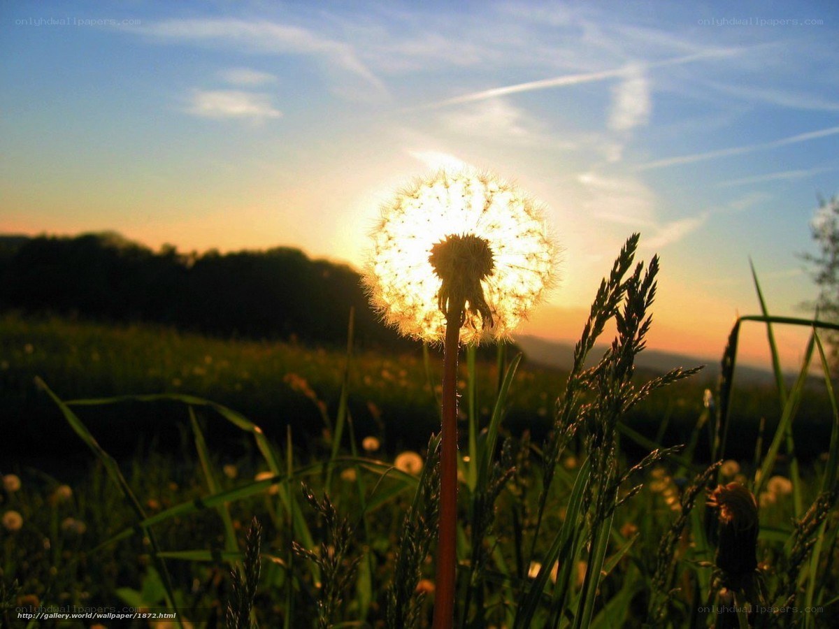Dandelion at sunset