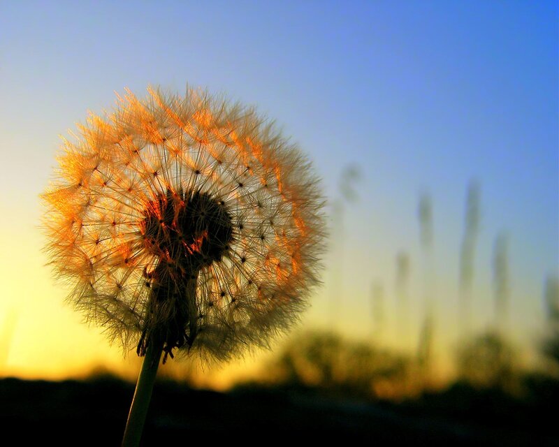 Dandelion at sunset