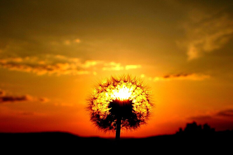 Dandelion at sunset