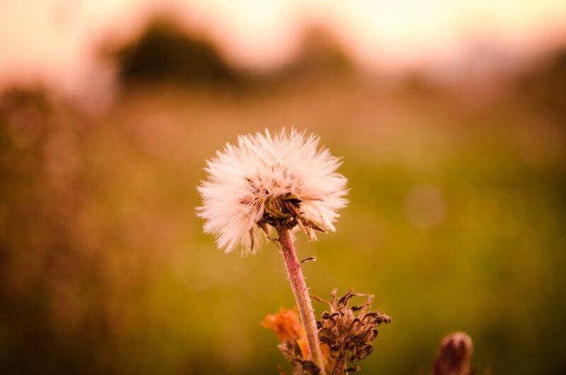Dandelion at sunset