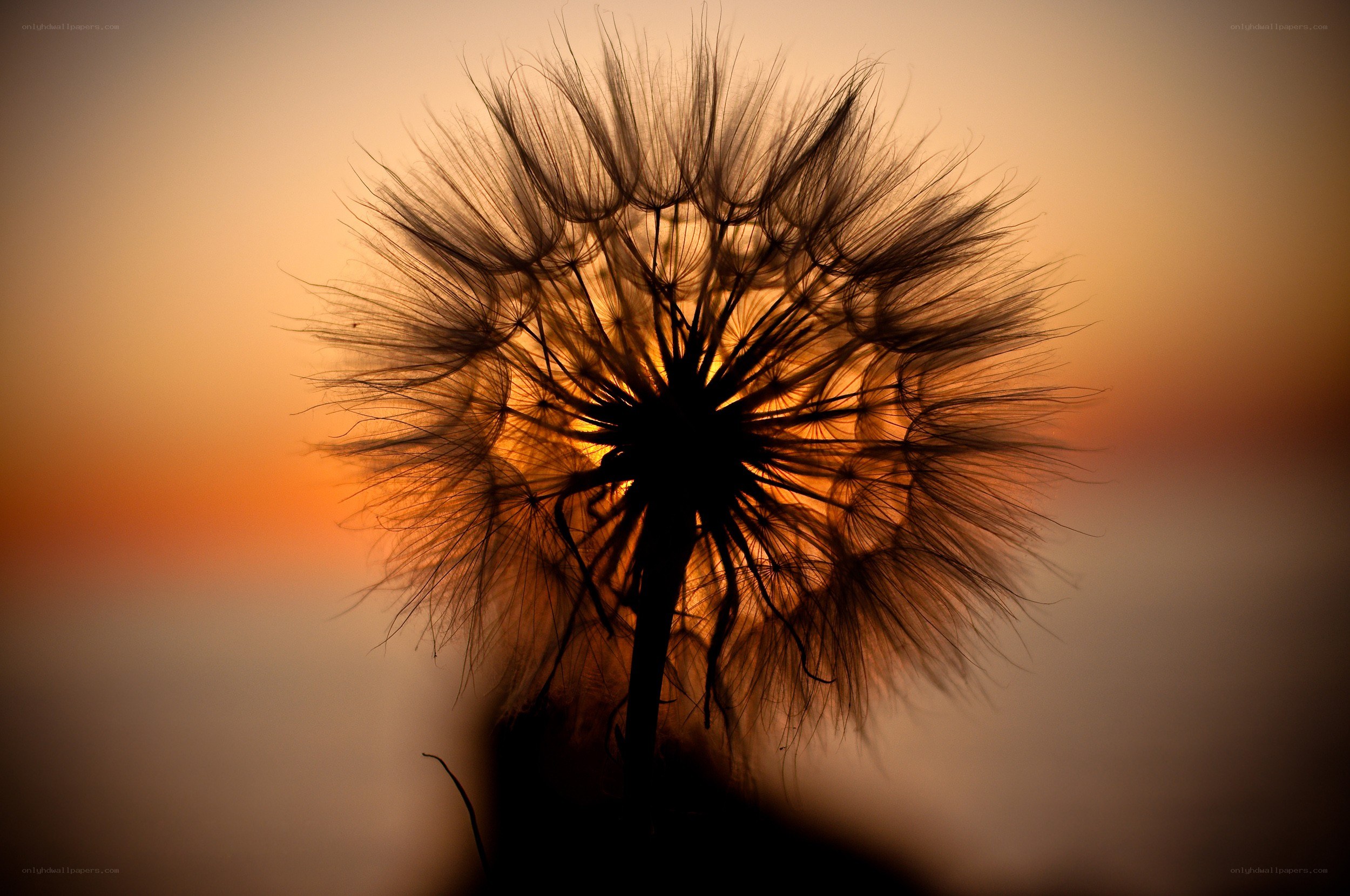 Dandelion at sunset