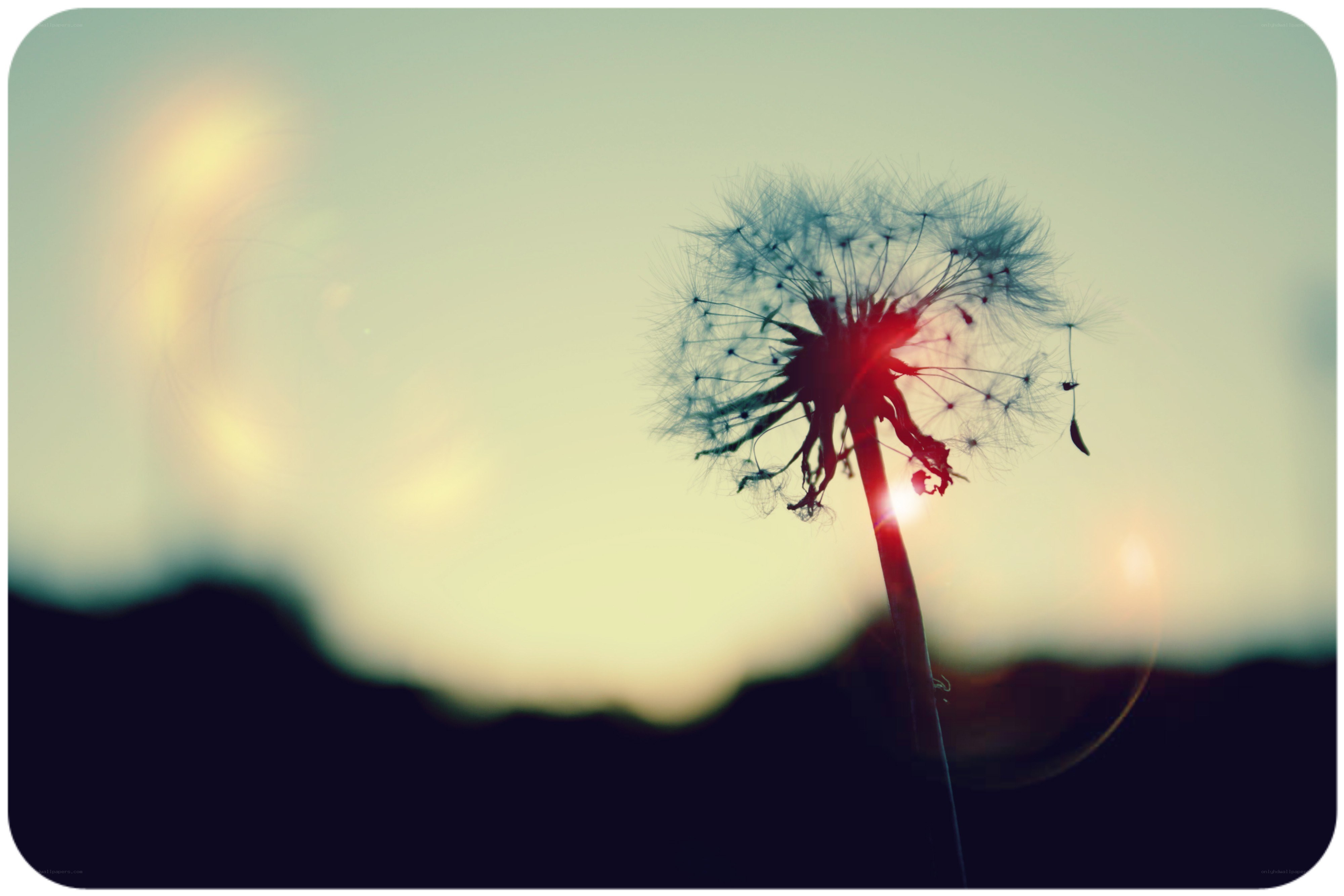 dandelion at sunset