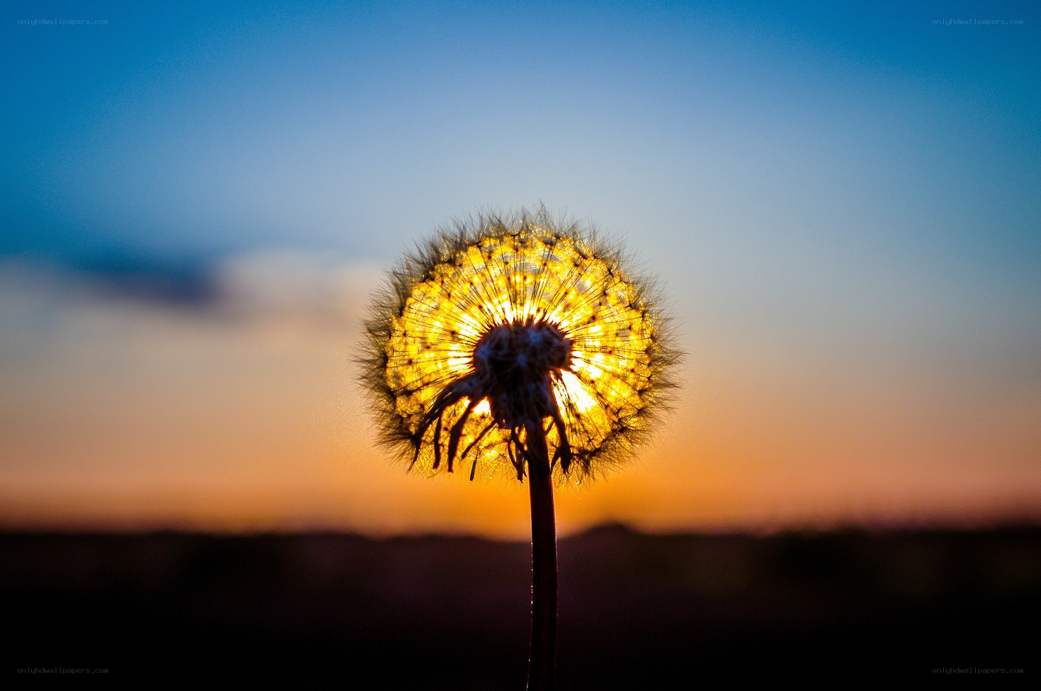 Dandelion at sunset