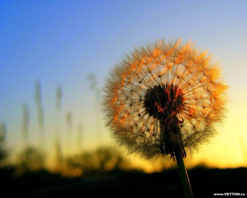 Dandelion at sunset