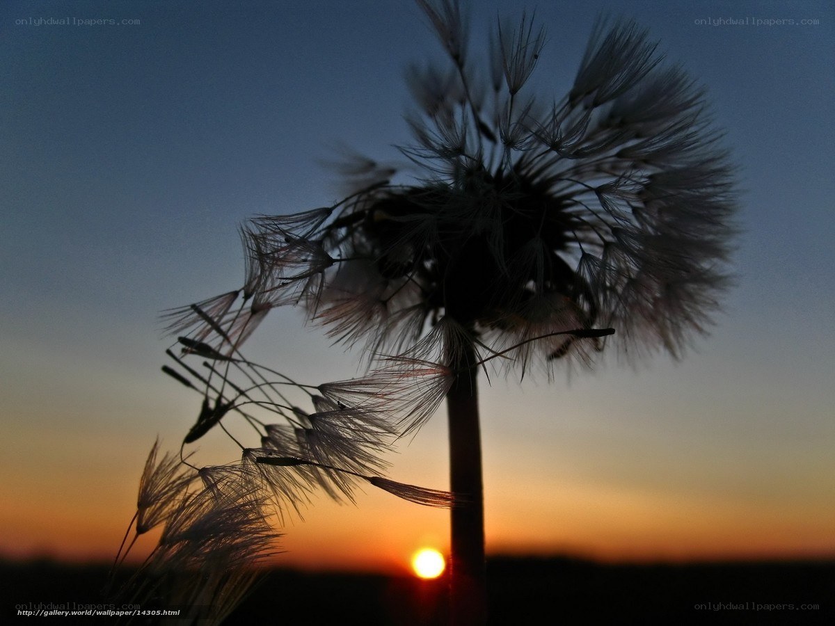 Dandelion at sunset