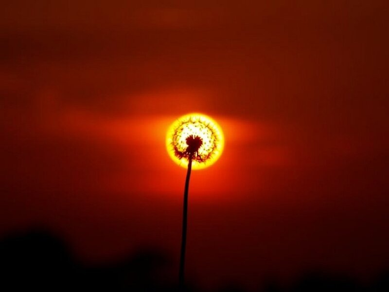 Dandelion at sunset