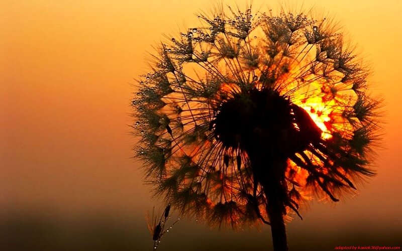 Dandelion at sunset