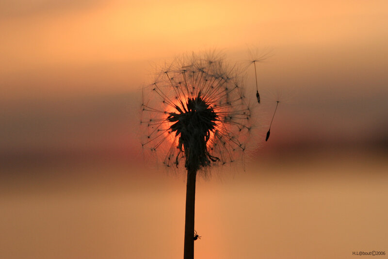 Dandelion at sunset