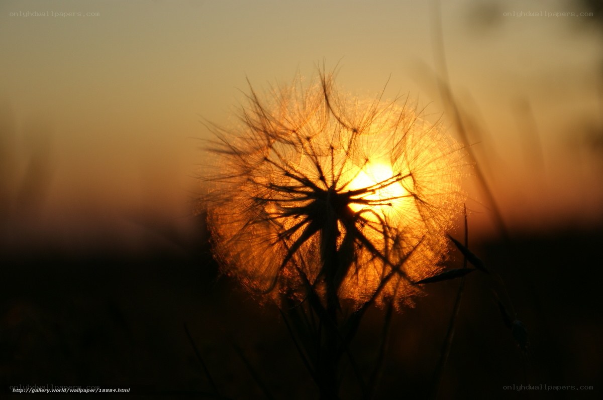 Dandelion at sunset