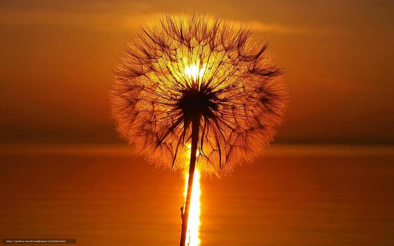 Dandelion at sunset
