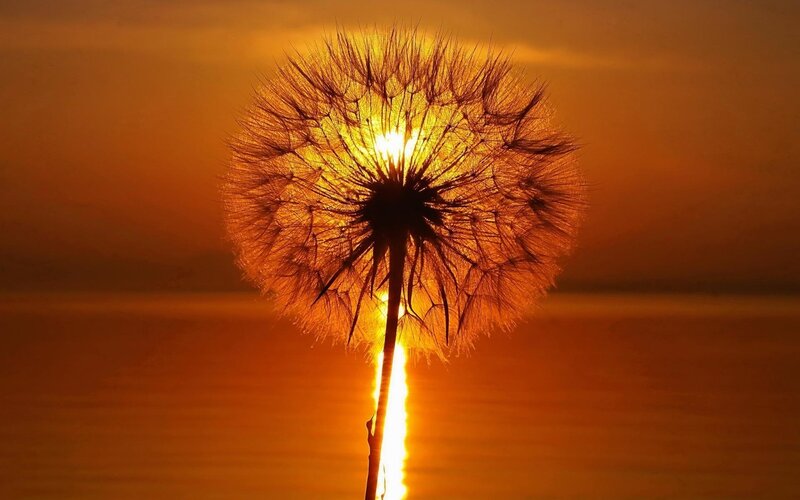 Dandelion at sunset