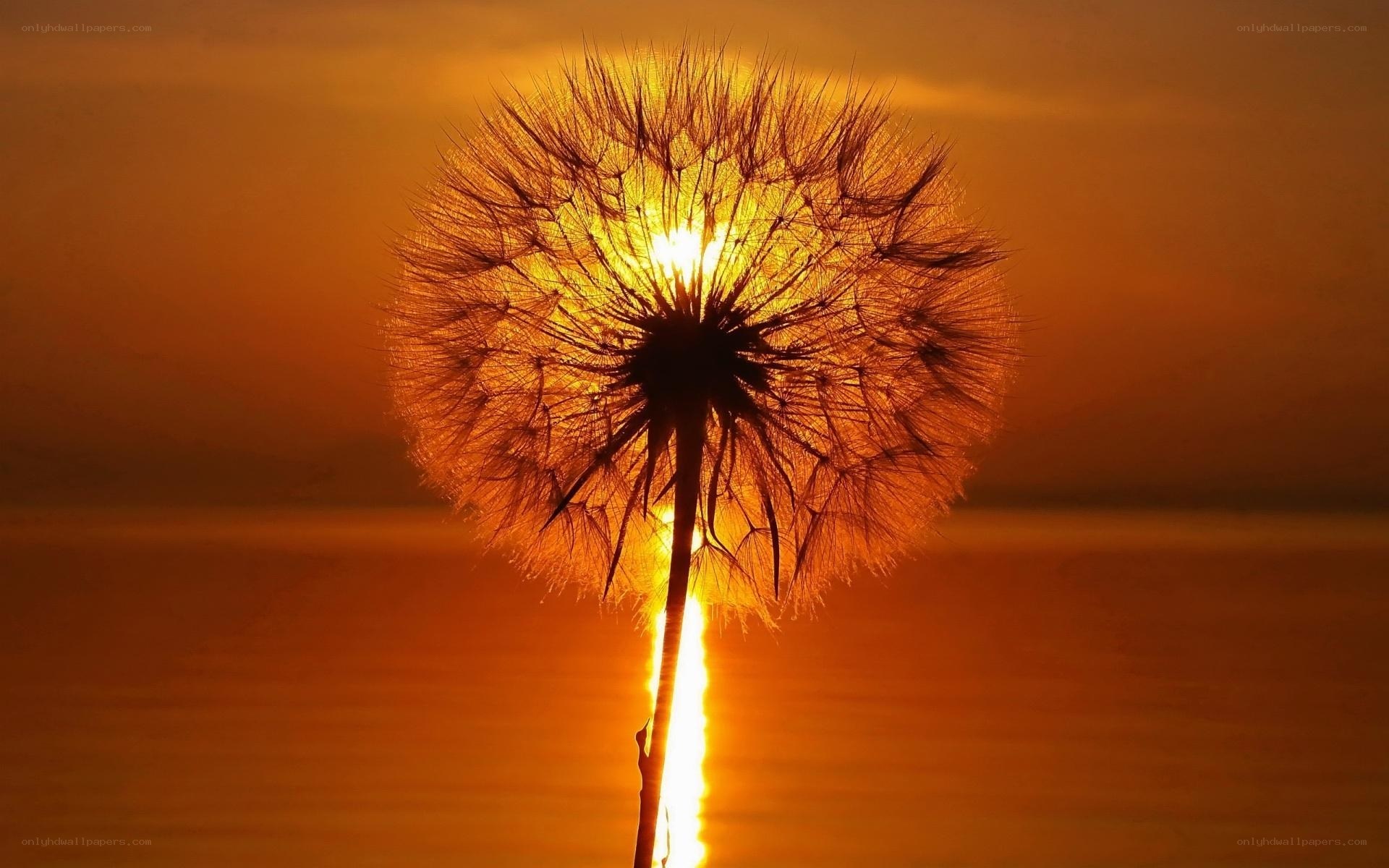 Dandelion at sunset