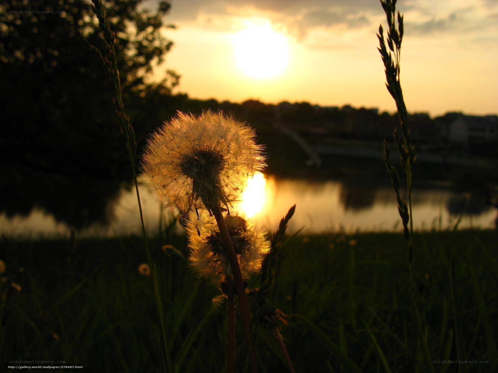 Dandelion at sunset by the lake