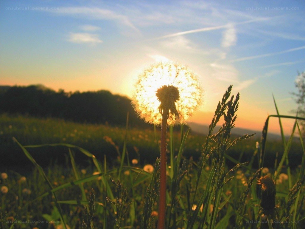 Dandelion at sunset in a field