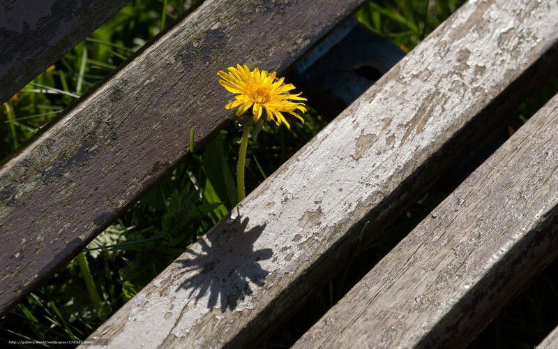 Dandelion Between Bench Slats