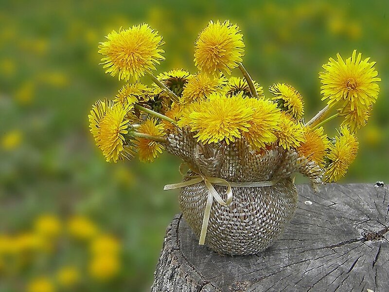 Dandelion Bouquet in Burlap