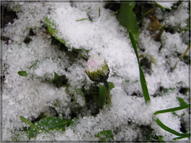 Dandelion Bud in Snow
