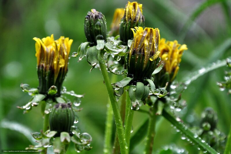 Dandelion Buds with Dew