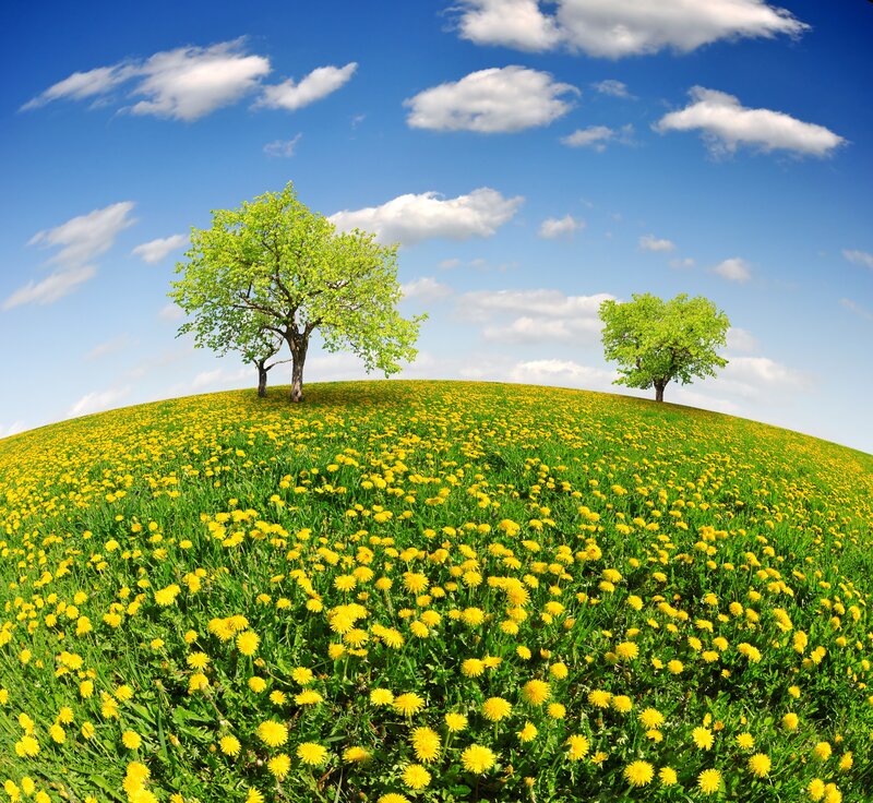 Dandelion-covered Hill