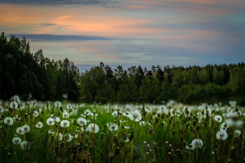 Dandelion Field at Dusk — Green, Serene, Sunset