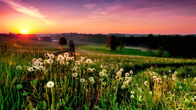 Dandelion Field at Sunrise — Green