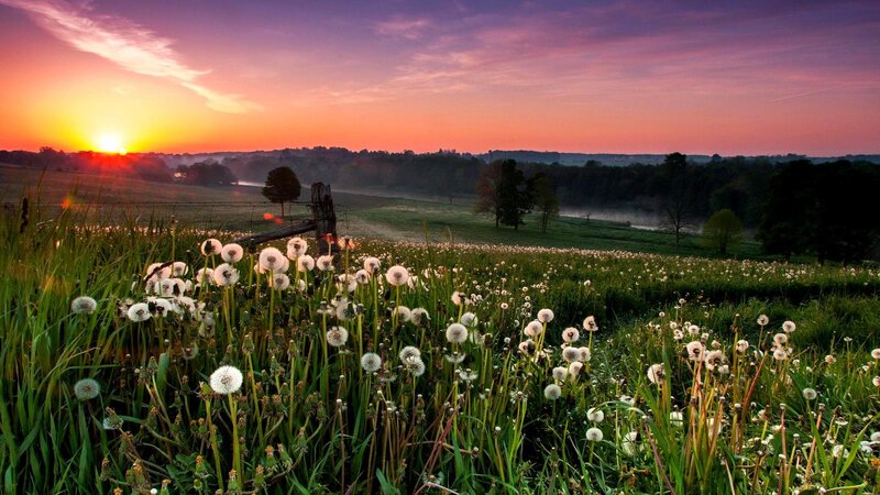 Dandelion Field at Sunrise — Purple, Serene