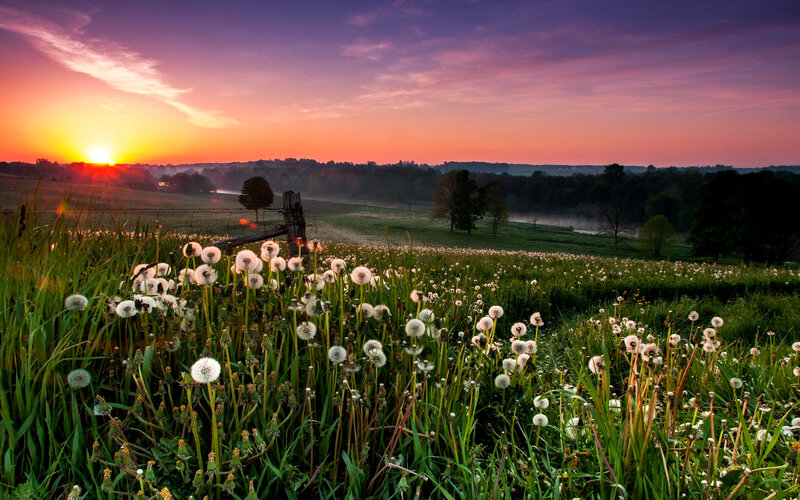 Dandelion Field at Sunrise — Purple