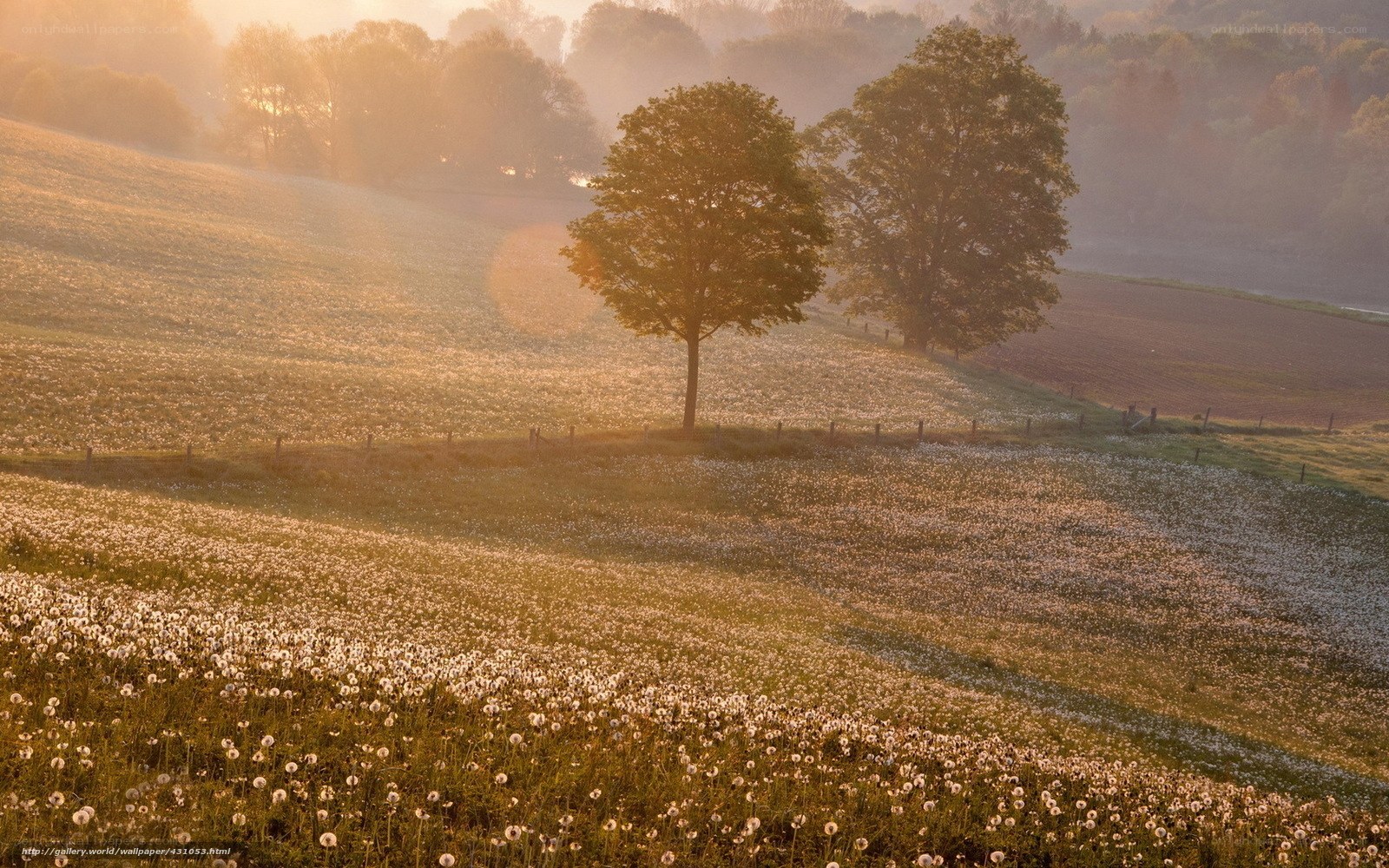 Dandelion field at sunrise