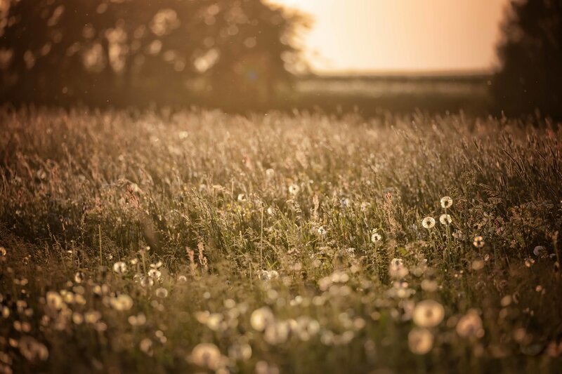 Dandelion Field at Sunset — Golden