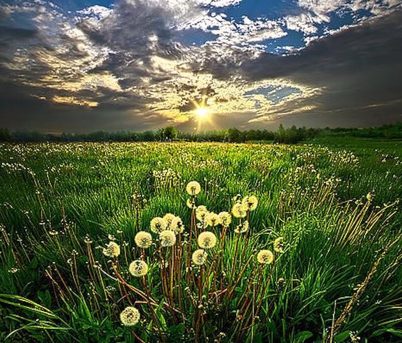 Dandelion Field at Sunset — Green, Dramatic