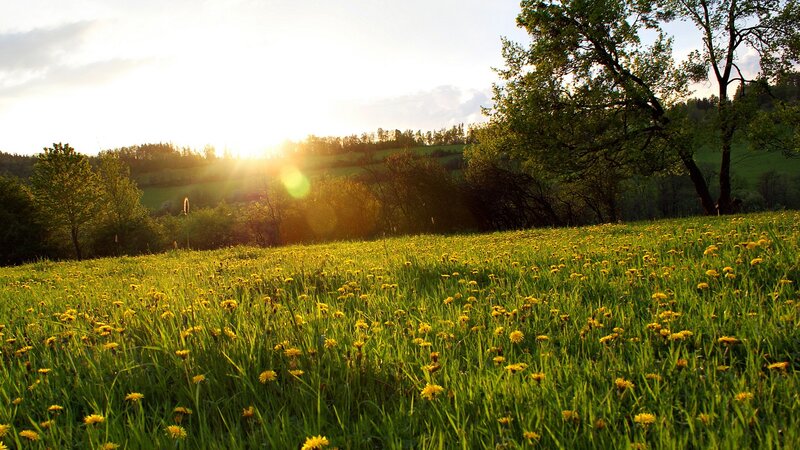 Dandelion Field at Sunset — Green, Serene, Photograph, Trees, Sun