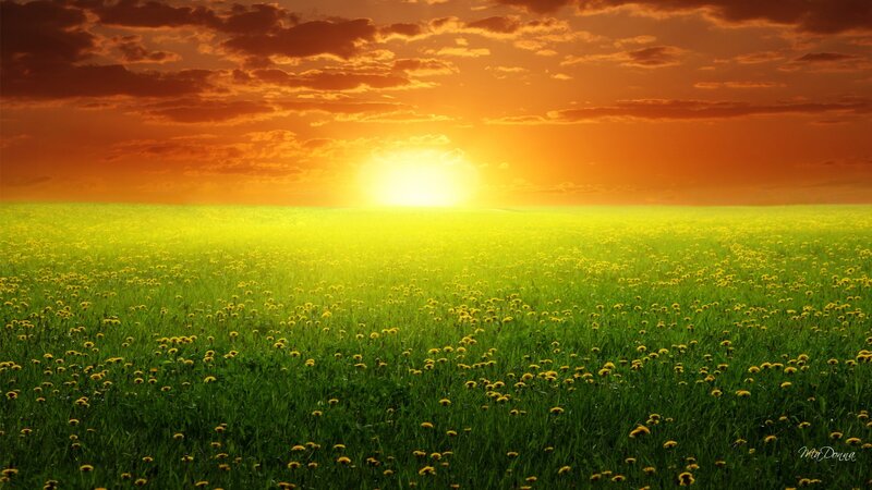 Dandelion Field at Sunset — Green, Serene