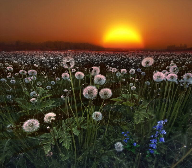 Dandelion Field at Sunset — Orange, Serene