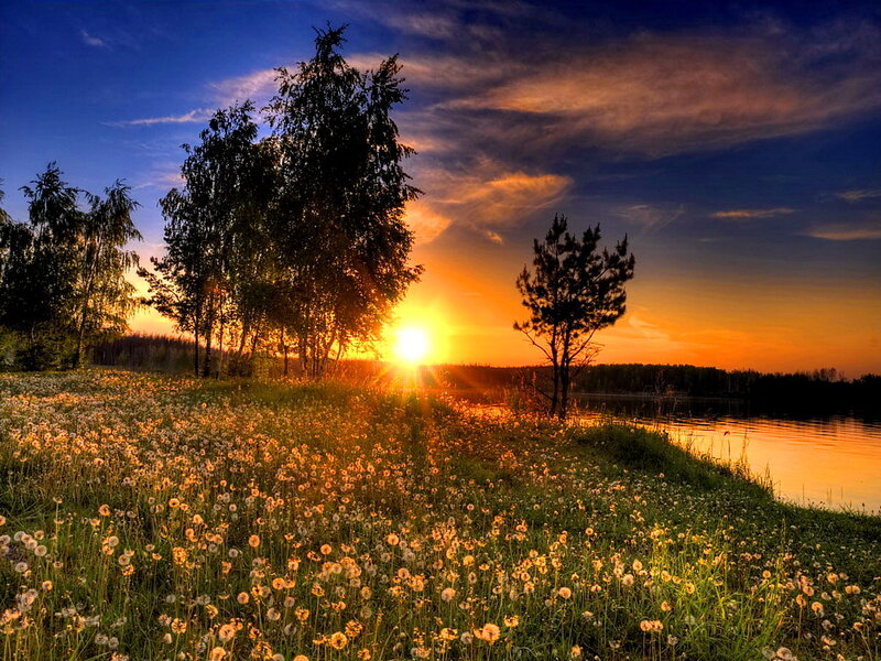 Dandelion Field at Sunset — Orange