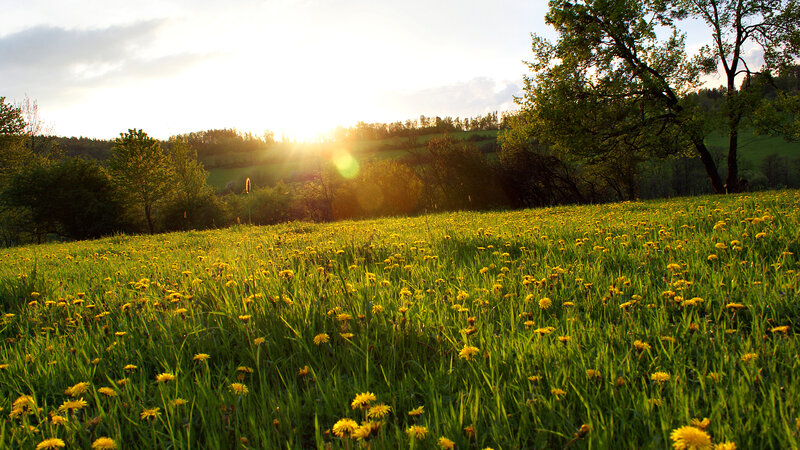 Dandelion Field at Sunset
