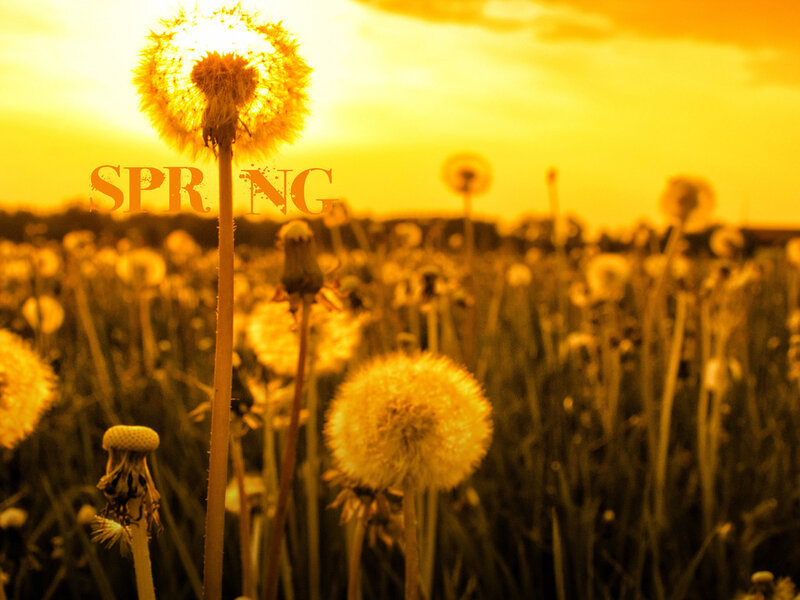 Dandelion Field at Sunset — Yellow, Serene, Photograph, Sky